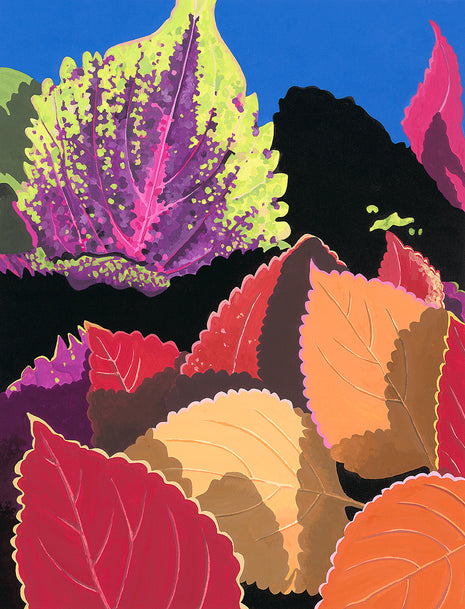 Coleus