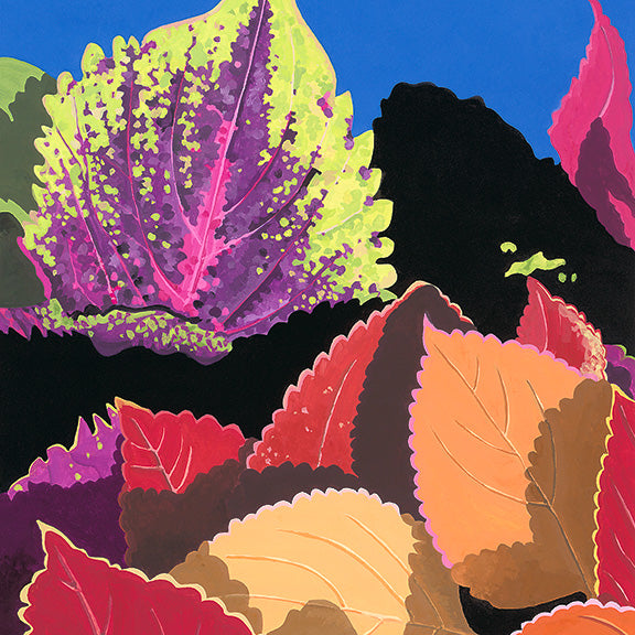 Coleus