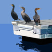 Cormorants