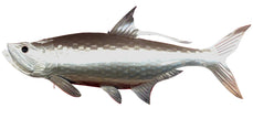 Stainless Steel Tarpon Sculpture