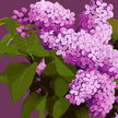 Lilacs
