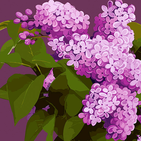 Lilacs