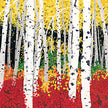 Birch Trees