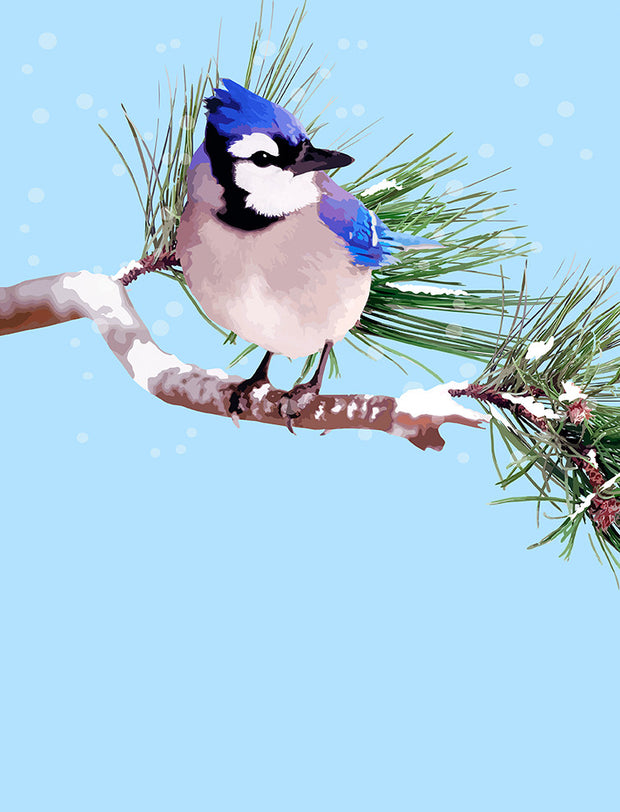Bluejay