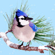 Bluejay