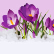 Crocuses