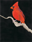 Cardinal