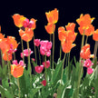 Early Blooms
