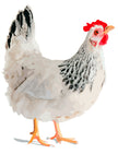 Henrietta