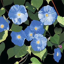 Morning Glories