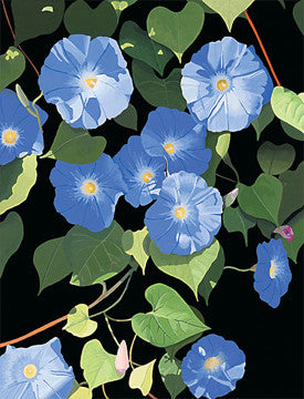 Morning Glories