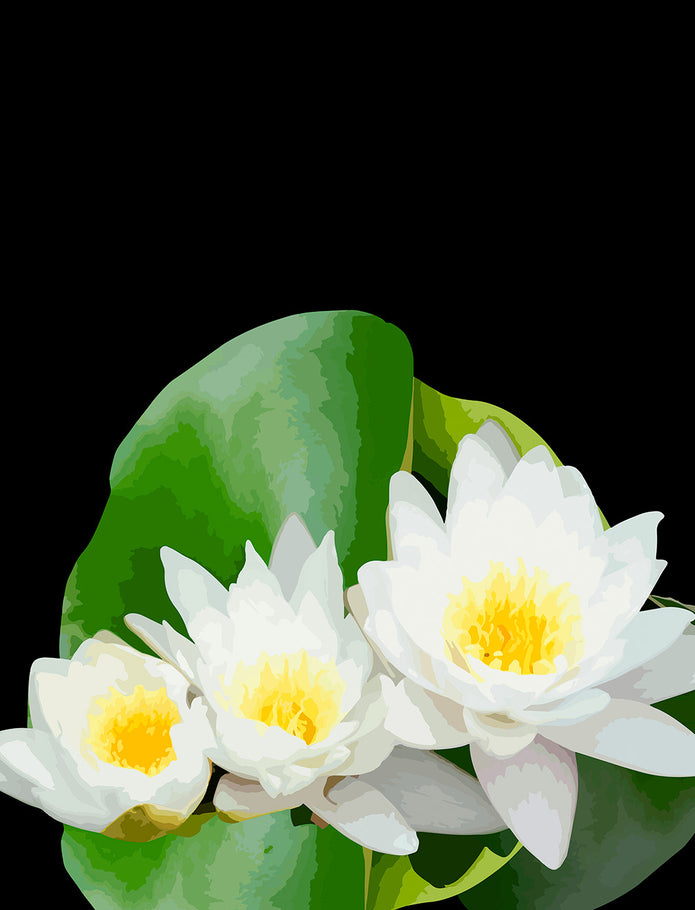 Pond Lillies