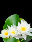 Pond Lillies
