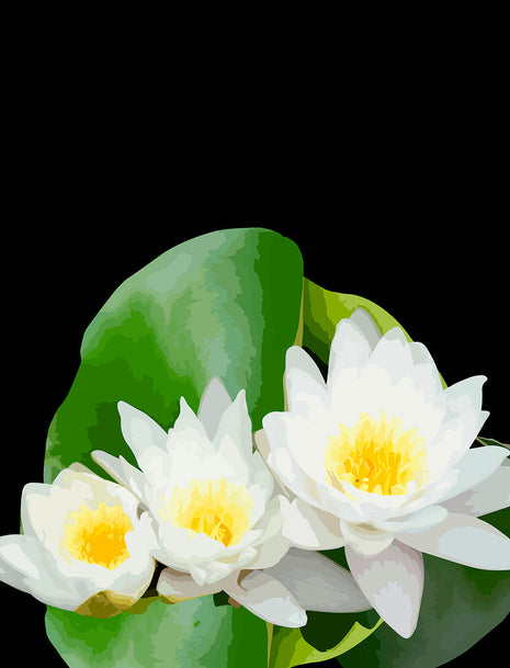 Pond Lillies