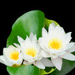 Pond Lillies