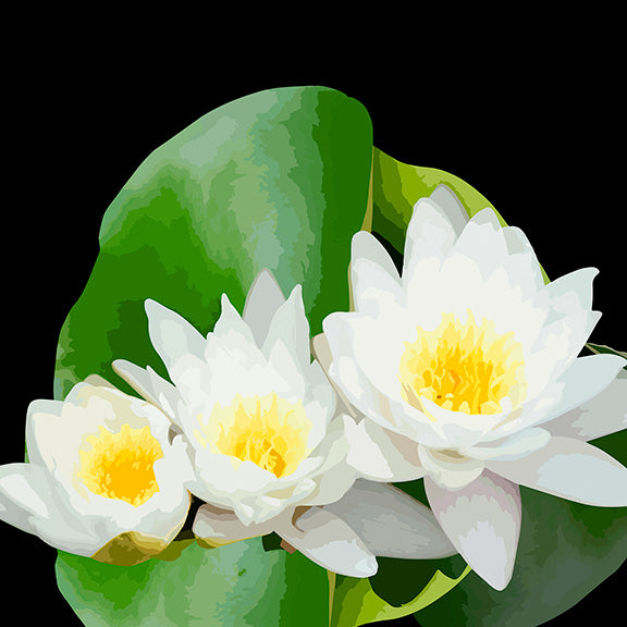 Pond Lillies