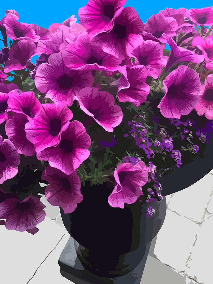 Potted Petunias