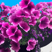 Potted Petunias