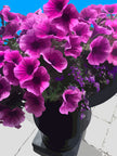 Potted Petunias