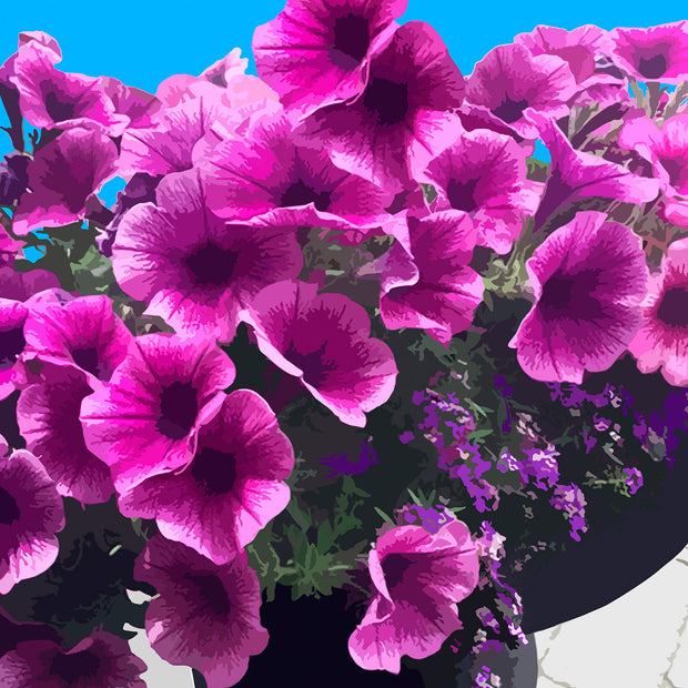 Potted Petunias