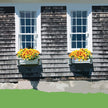 Window Boxes